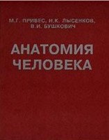Привес – Анатомия человека (2)